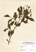 藏品(華八仙)的圖片